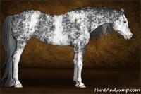 Horse Color:White Spotted Black Rabicano