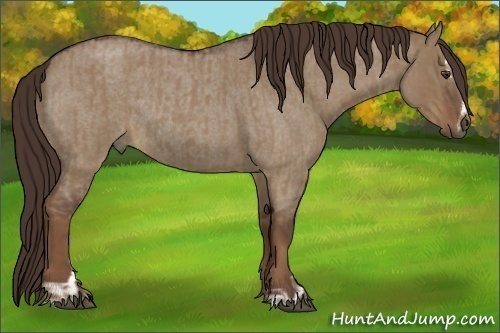 Horse Color:Liver Red Dun Roan Sabino Rabicano  and Liver Red Dun Roan Sabino Rabicano 