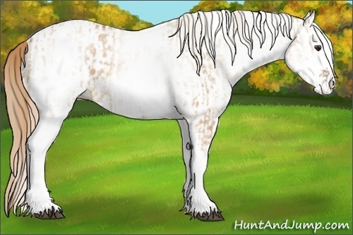 Horse Color:White Spotted Red Dun Rabicano and White Spotted Red Dun Rabicano