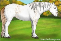 Horse Color:White Spotted Red Dun Rabicano  and White Spotted Red Dun Rabicano 