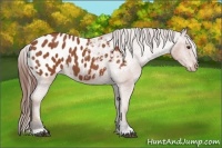 Horse Color:Bay Appaloosa 