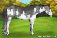 Horse Color:Black Sabino Splash 
