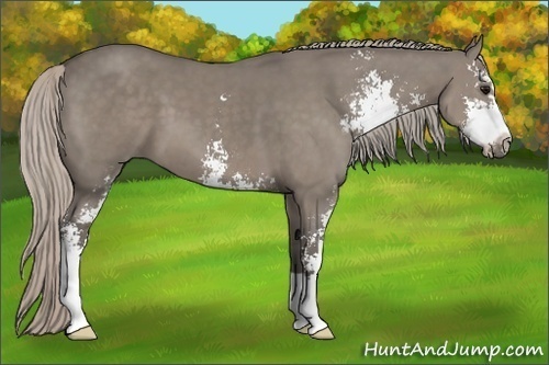 Horse Color:Silver Grullo Sabino
