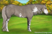Horse Color:Silver Grullo Sabino 
