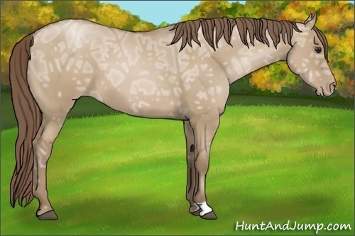 Horse Color:Grullo Ice Pearl 