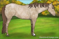 Horse Color:Grullo Ice Pearl 