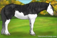 Horse Color:Smoky Black Ice Splash