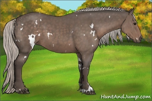 Horse Color:White Spotted Silver Black Sabino