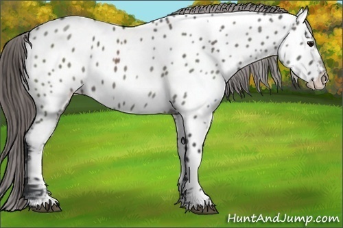 Horse Color:White Spotted Grullo Near Leopard
