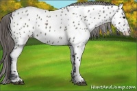 Horse Color:White Spotted Grullo Near Leopard
