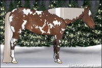 Horse Color:White Spotted Silver Bay 