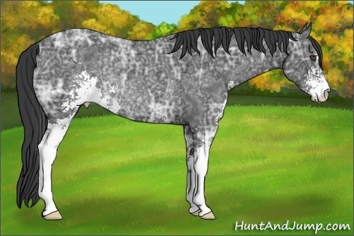 Horse Color:Black Ice Sabino Rabicano 