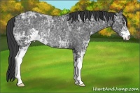 Horse Color:Black Ice Sabino Rabicano 