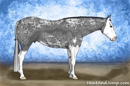 Horse Color:Black Ice Sabino Splash 