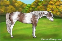Horse Color:White Spotted Silver Bay 