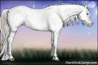 Horse Color:Chocolate Palomino Dun Appaloosa 