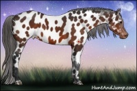 Horse Color:Bay Appaloosa 