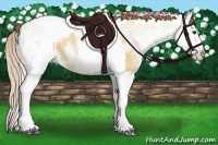 Horse Color:White Spotted Red Dun Rabicano  and White Spotted Red Dun Rabicano 