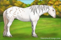 Horse Color:Brown Roan Pearl Appaloosa 