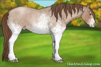 Horse Color:White Spotted Brown Roan Pearl