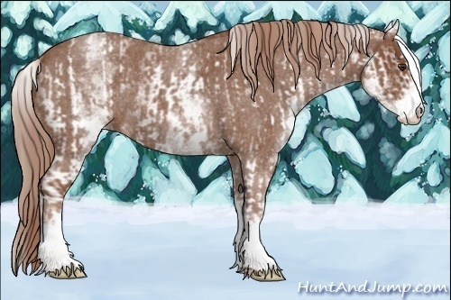 Horse Color:White Spotted Red Roan Rabicano and White Spotted Red Roan Rabicano