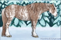 Horse Color:White Spotted Red Roan Rabicano and White Spotted Red Roan Rabicano