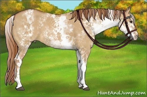 Horse Color:White Spotted Red Dun Rabicano and White Spotted Red Dun Rabicano