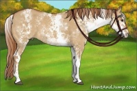 Horse Color:White Spotted Red Dun Rabicano and White Spotted Red Dun Rabicano