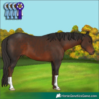 Horse Color:Liver Chestnut 