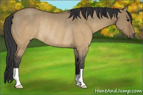 Horse Color:Buckskin Dun Rabicano 