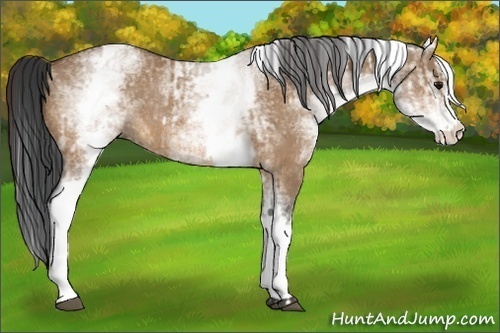 Horse Color:White Spotted Bay Dun Rabicano  and White Spotted Bay Dun Rabicano 
