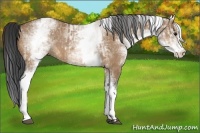 Horse Color:White Spotted Bay Dun Rabicano and White Spotted Bay Dun Rabicano