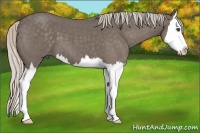 Horse Color:Silver Blue Roan Splash 