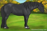 Horse Color:Black 