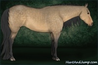 Horse Color:Buckskin Dun
