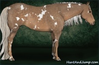 Horse Color:White Spotted Chocolate Palomino