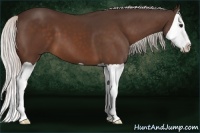 Horse Color:Silver Bay Splash 