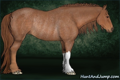 Horse Color:Chestnut Rabicano 