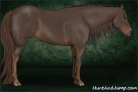 Horse Color:Liver Chestnut 