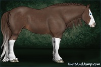 Horse Color:Liver Chestnut Splash 