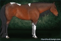 Horse Color:Brown Tobiano Rabicano