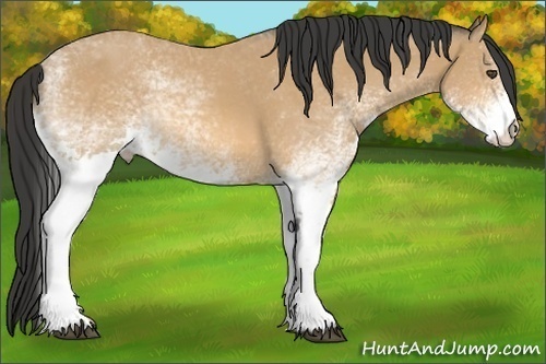 Horse Color:White Spotted Buckskin