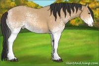 Horse Color:White Spotted Buckskin