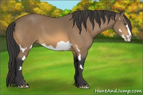 Horse Color:Buckskin Splash Frame 