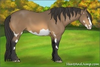 Horse Color:Buckskin Splash Frame 
