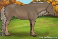 Horse Color:Chocolate Palomino 