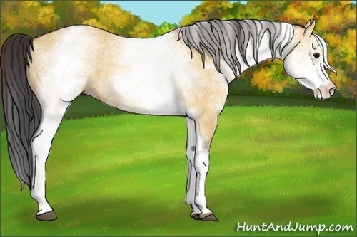 Horse Color:White Spotted Bay Dun Rabicano Brindle