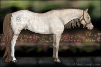 Horse Color:Grullo Ice Pearl Rabicano  and Grullo Ice Pearl Rabicano 