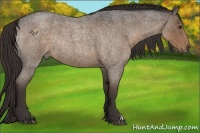Horse Color:Liver Red Roan Rabicano