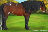 Horse Color:White Spotted Bay 